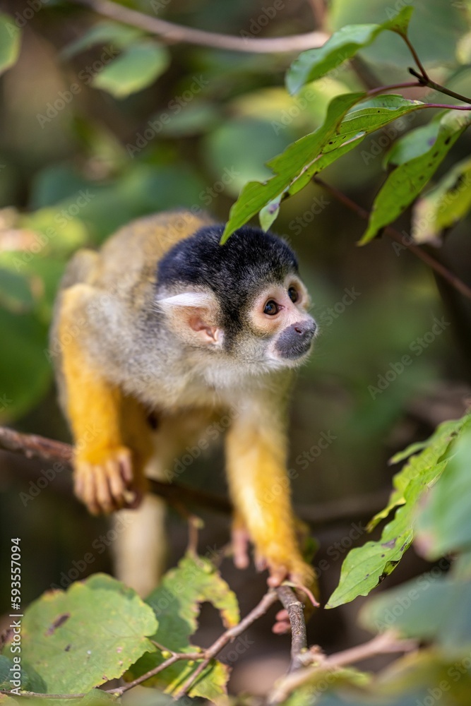 Closeup of a black-capped squirrel monkey standing on a tree branch, green leaves blurred background Closeup of a black-capped squirrel monkey standing on a tree branch, green leaves blurred background