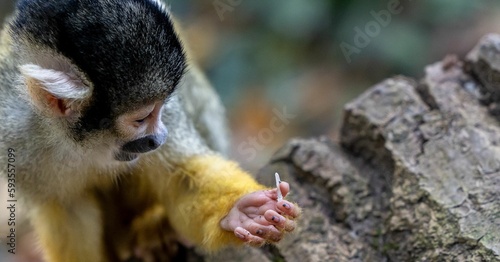 Closeup of a black-capped squirrel monkey on a tree trunk with autumn leaves blurred background