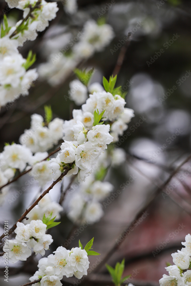 白い花桃の花