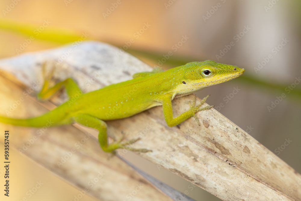 A green anole (Anolis carolinensis) lizard in Florida's Edward W. Chance Reserve — Coker Prairie Tract