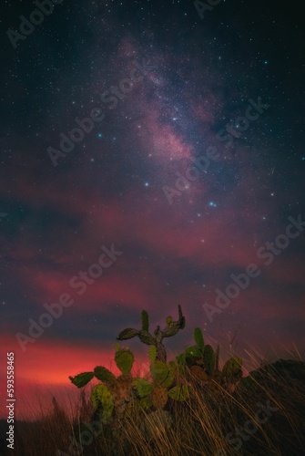 Cactus stargazing to the beautiful dusk sky in the desert of Sierra de Quila, Jalisco, Mexico