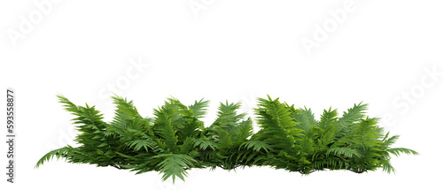 Fern isolated on transparent background.3d rendering PNG Set