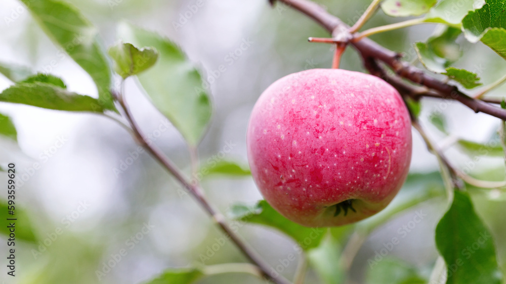an apple on a branch in the garden an apple on a branch in the garden