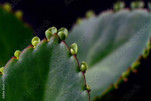 Flores 