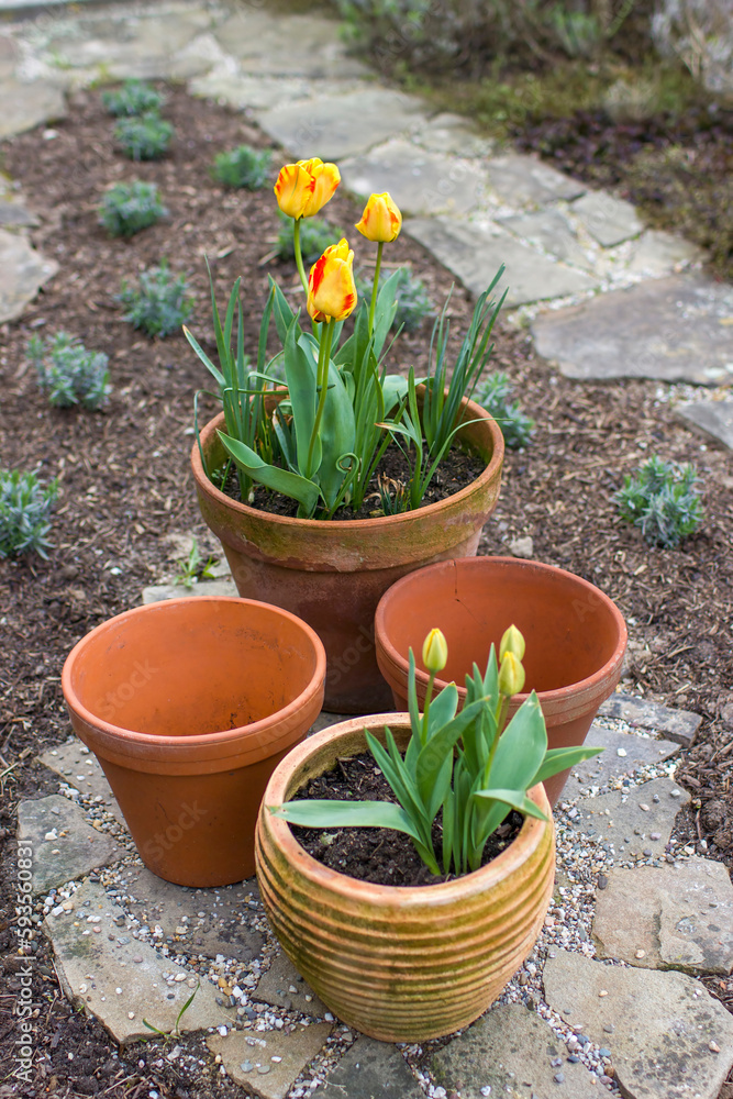 tulips in a clay pots, springtime