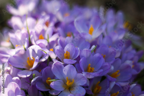 crocus flowers in the garden - spring flowers