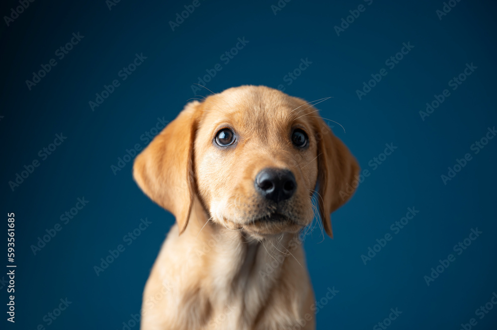 Studio shot portrait of an adorable golden labrador retriever puppy