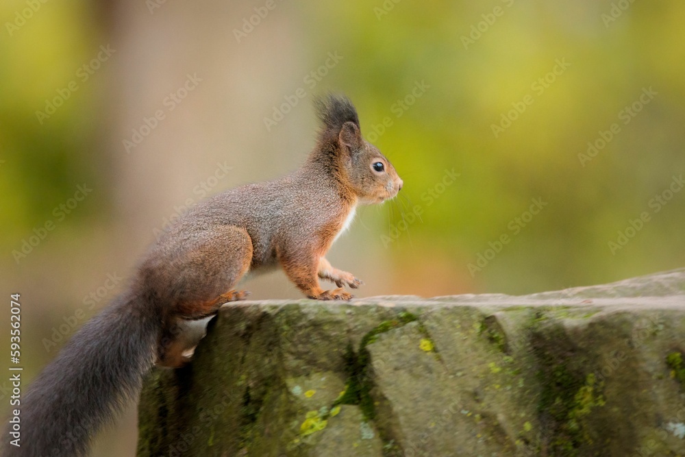 Closeup of a cute squirrel on a stone with blurred background Closeup of a cute squirrel on a stone with blurred background