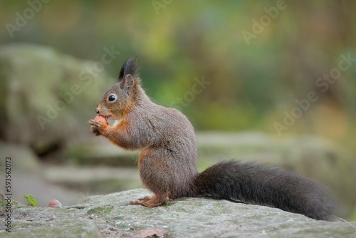 Closeup of a cute squirrel on a stone eating a nut