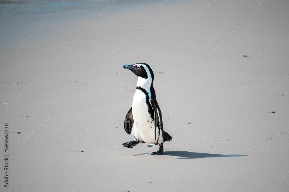Obraz premium Beautiful view of a cute and unique african penguin walking at the Boulders Beach near the Cape Town