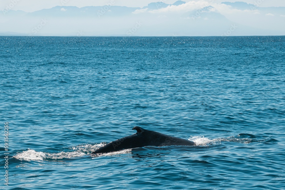 Fototapeta premium Beautiful view of a huge humpback of the whale in Falsebay near the Cape Town
