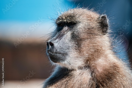 Closeup of a unique brown baboon in the Cape of Good Hope nature reserve