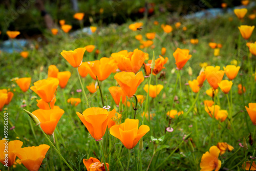 field of tulips © Pradeep