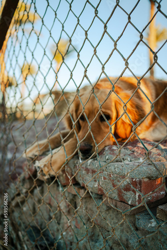 sad dog behind the fence. Abandoned dog