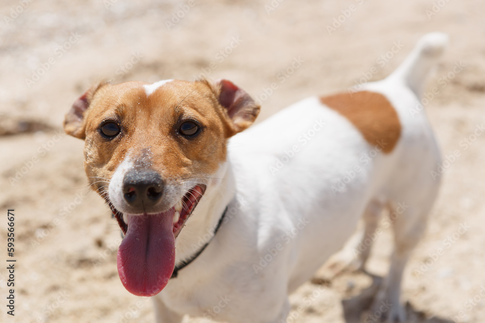 Portrait of cute brown Jack Russell terrier heavy breathing with pink tongue sticking out. Playful pet on the beach