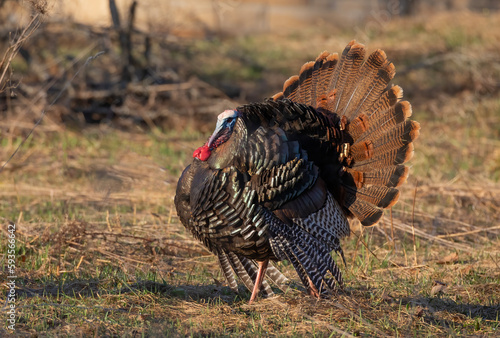 Adult male tom turkey strutting through a farm field showing his colourful feathers on a spring morning in Canada