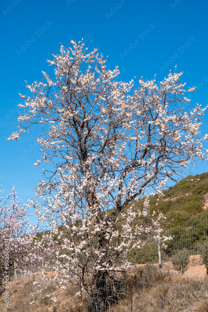 Almond trees in blossom fields in Teruel Aragon Spain Almond trees in blossom fields in Teruel Aragon Spain