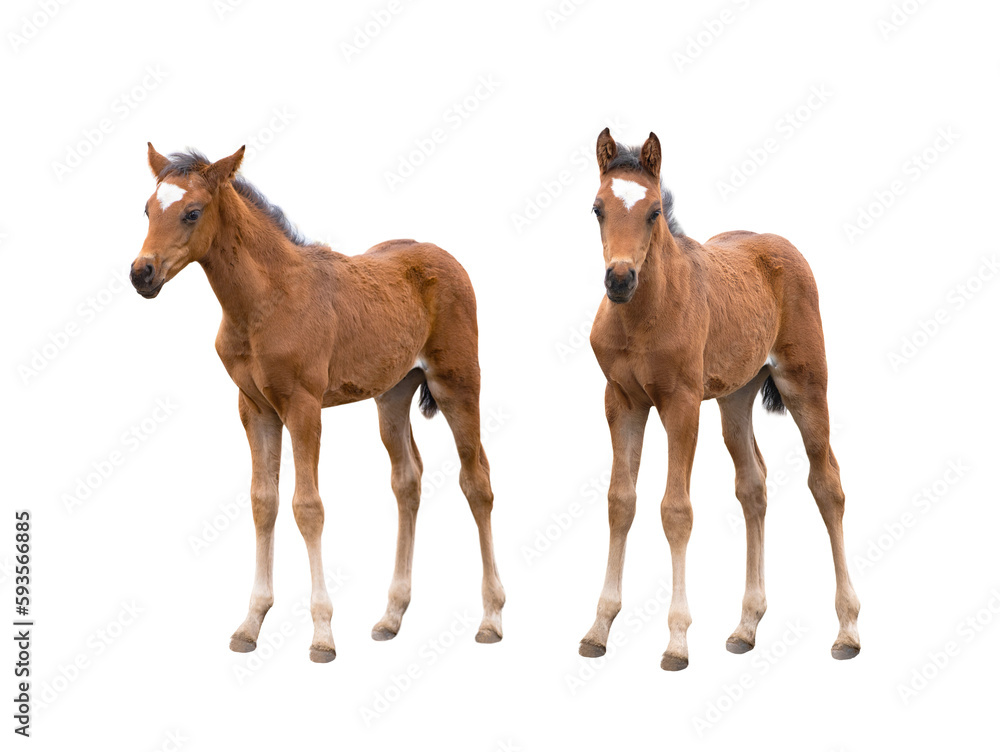 two brown thoroughbred foal isolated on white two brown thoroughbred foal isolated on white