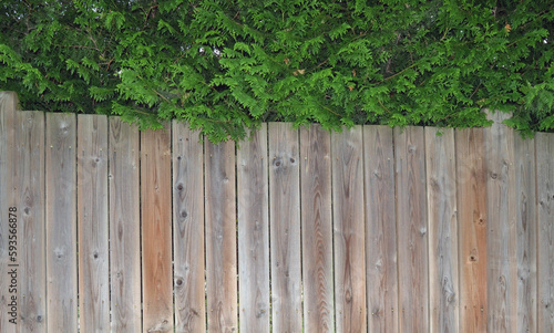 spruce branches hanging over an old wooden fence