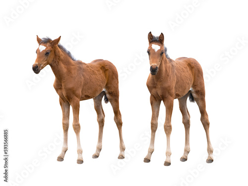 two brown thoroughbred foal isolated on white
