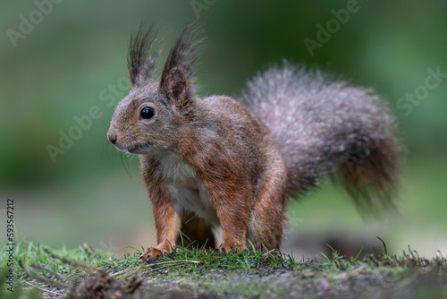 Curious Eurasian red squirrel (Sciurus vulgaris) in the forest of Noord Brabant in the Netherlands. 