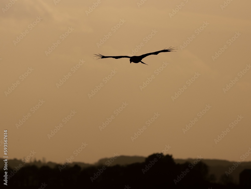 Bird silhouette flying over sky at sunset, tree silhouettes background Bird silhouette flying over sky at sunset, tree silhouettes background