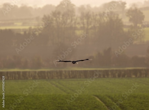 Bird silhouette flying over sky at sunset, landscape view background