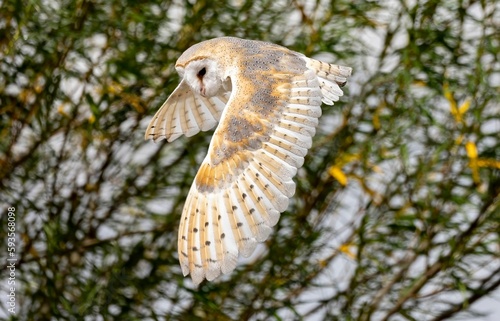 Selective focus of a barn owl flying near green tree blurred background