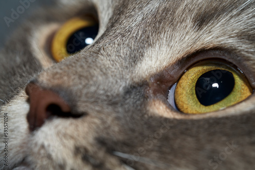 yellow eyes of gray cat 灰色の猫の黄色い眼 