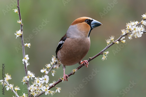 Beautiful Hawfinch (Coccothraustes coccothraustes) on a branch with white flowers in the forest of Noord Brabant in the Netherlands. 
