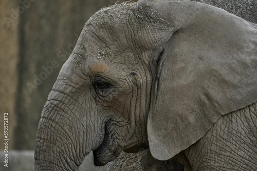 Closeup shot of an elephant in Zoo Basel, Switzerland