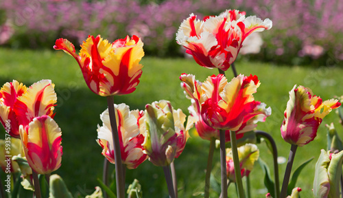 blooming parrot tulip in the park.