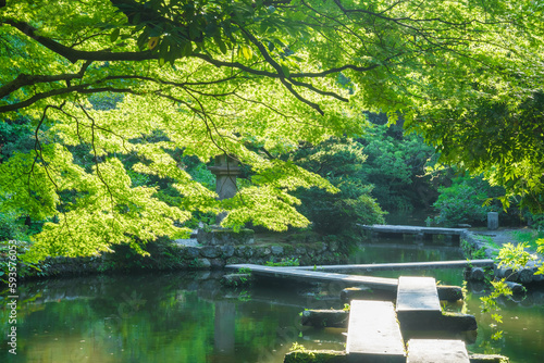 金沢 夏の日差しが降り注ぐ尾山神社の神苑ともみじ