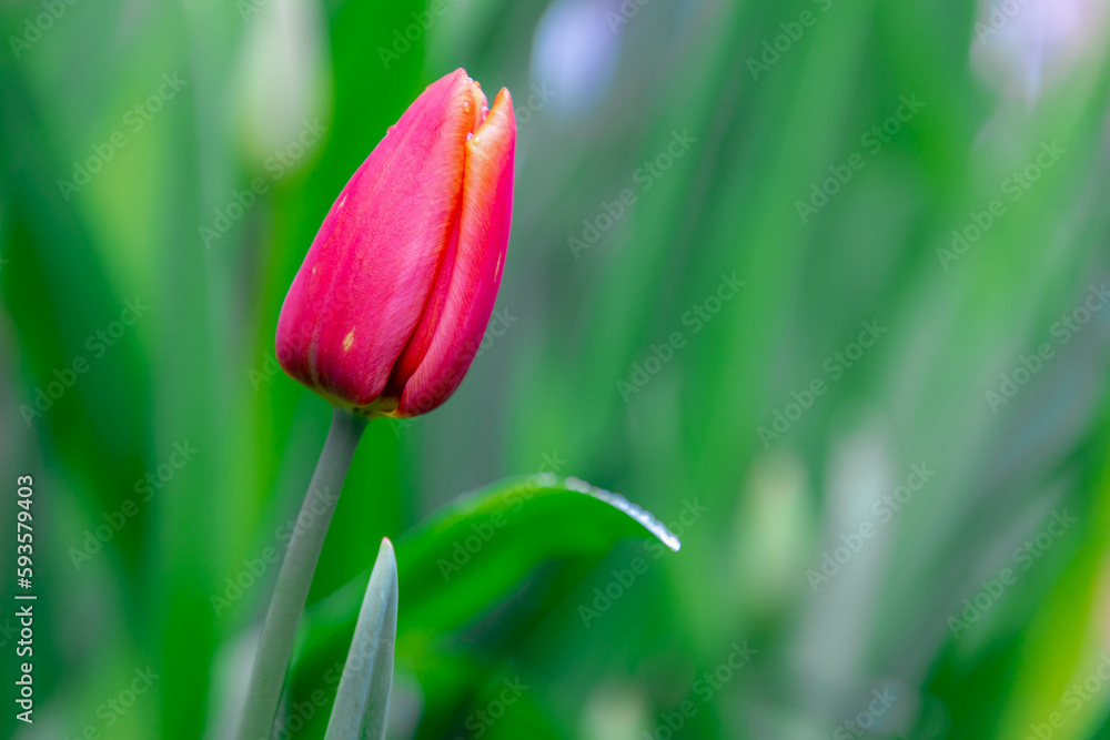 Selective focus of red flower with green leaves in garden, Tulips form a genus of spring-blooming perennial herbaceous bulbiferous geophytes, Tulip festival in Netherlands, Nature floral background.