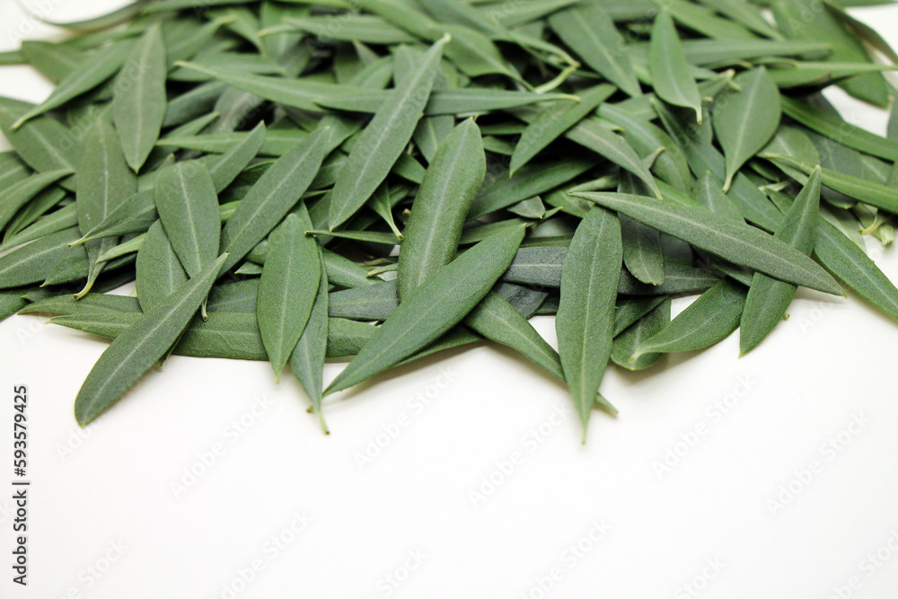 Fototapeta premium Fresh olive tree leaves on white background. Drug to lower blood pressure.