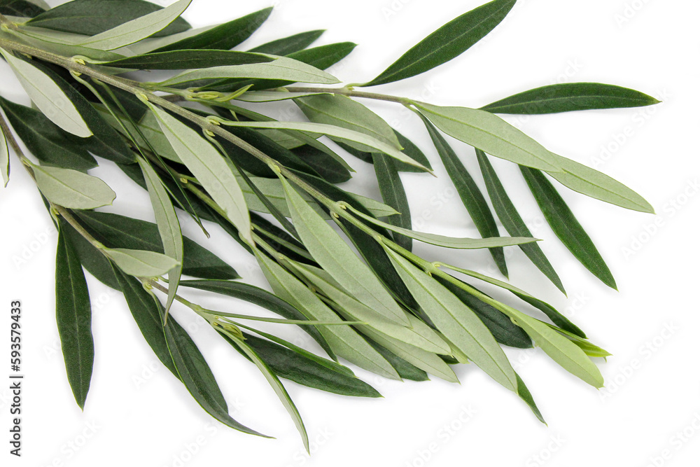 Fresh olive branch on white background close up. Fresh olive branch on white background close up.