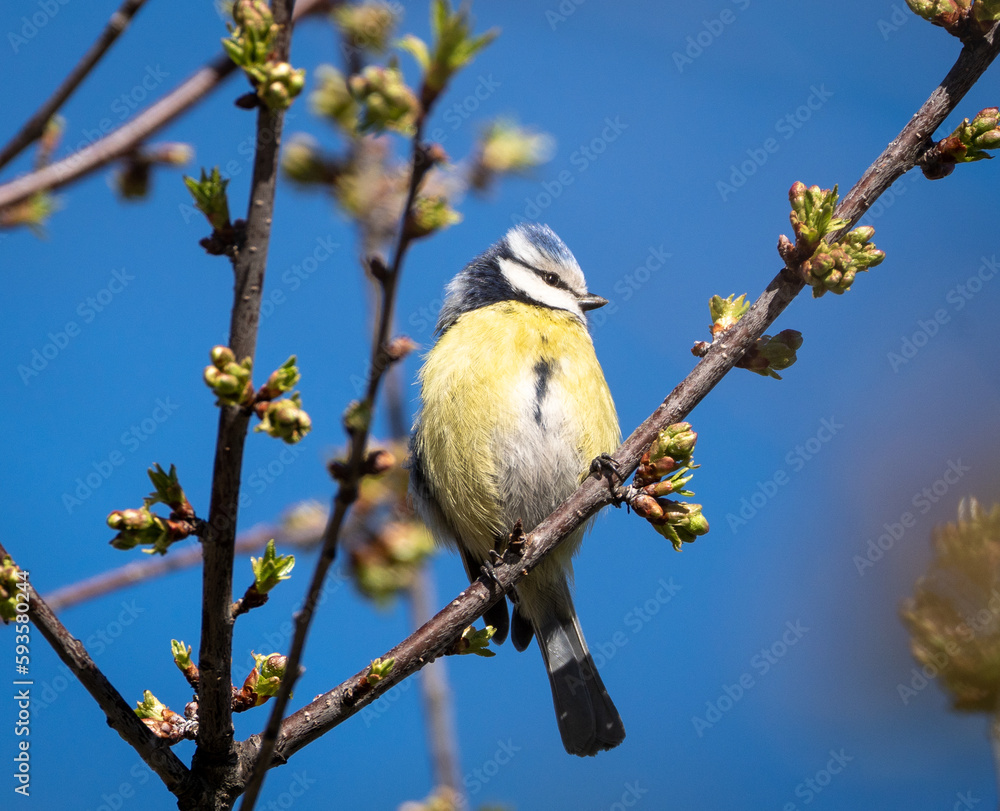 Fototapeta premium Gorgeous blue tit bird/willowbiter sitting on a tree branch 