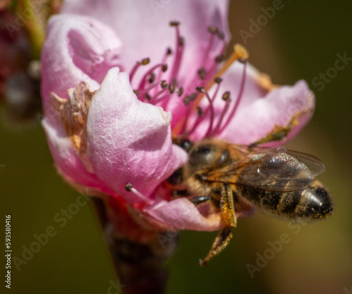 Bee pollinating the spring pink blossom of a nectarine