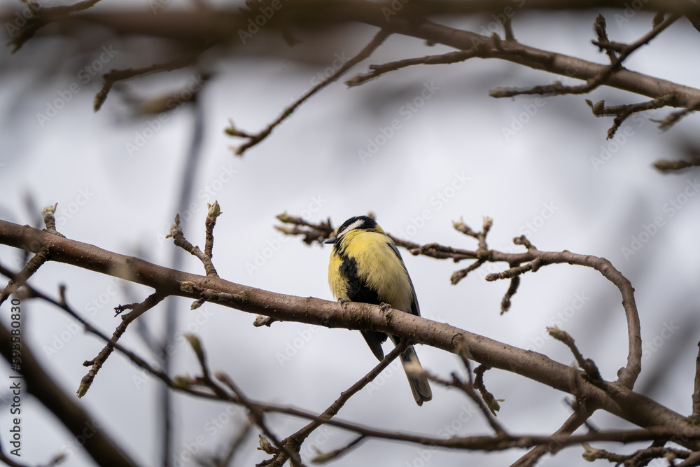 Naklejka premium Gorgeous blue tit bird/willowbiter sitting on a tree branch