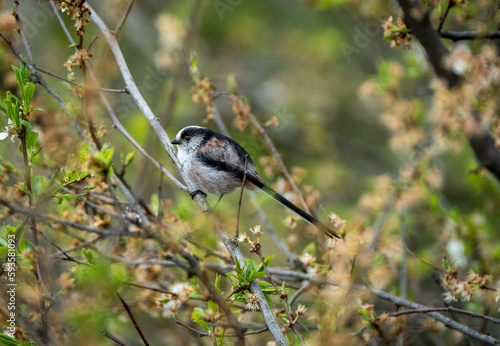 Gorgeous blue tit bird/willowbiter sitting on a tree branch  photo