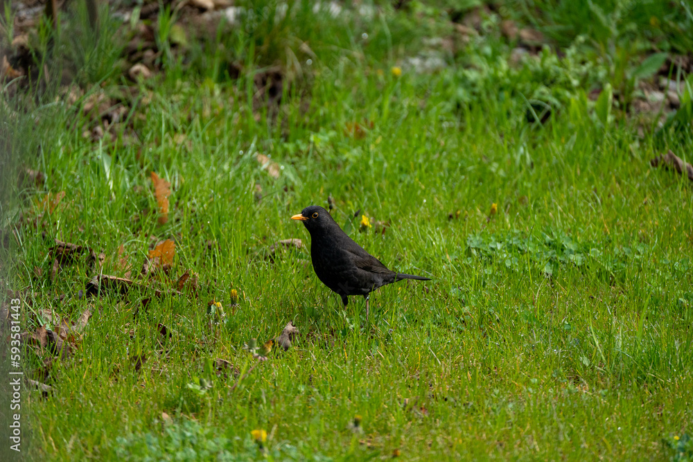 Blackbird shot in a garden with a Sony A7C and Sony 200-600mm telephoto lens Blackbird shot in a garden with a Sony A7C and Sony 200-600mm telephoto lens