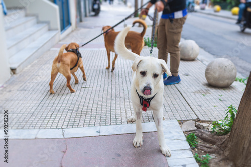 Process of walking with dogs in a countryside park, professional dog walker with several dogs on a leash, joy of having multiple dogs, walking with pack array of dogs in a city streets