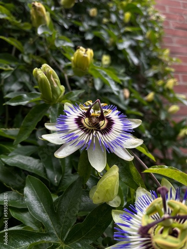 bee on a flower