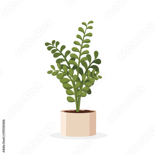 Zamioculcas. Home plant in the minimalistic pot. Home decor and gardening concept. Cute isolated vector illustration for product design and decoration