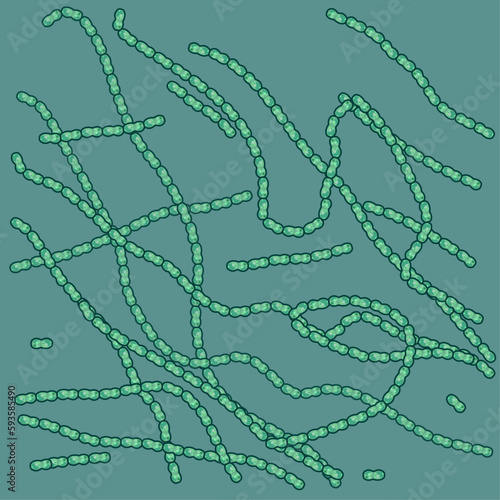 Nostoc, also known as a colony-forming cyanobacteria or blue-green algae, is a fascinating microbe that plays a crucial role in sustaining our planet's ecosystems.