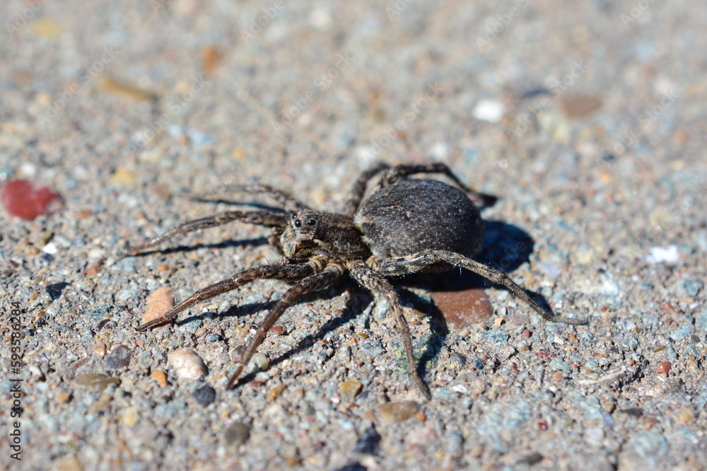 A black spider on the ground with a concrete background, macro A black spider on the ground with a concrete background, macro