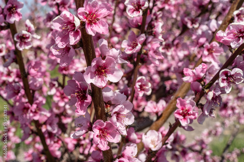 Peach Trees Blooming in Spring at Orchard Peach Trees Blooming in Spring at Orchard