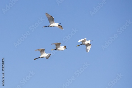 Beautiful shot of four birds flying in blue sky