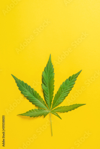 Weed, cannabis, hemp, marijuana leaf on colorful background.
