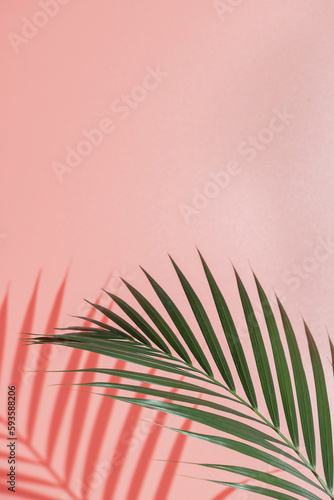 Palm leaves on pink background. Flora wallpaper backdrop.